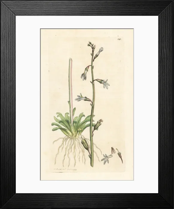 Framed Print : Water lobelia, Lobelia dortmanna Framed Print : Water lobelia, Lobelia dortmanna