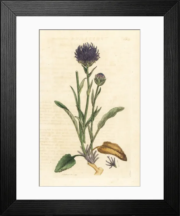 Framed Print : Round-headed rampion, Phyteuma orbiculare Framed Print : Round-headed rampion, Phyteuma orbiculare