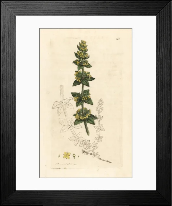 Framed Print : Crosswort or smooth bedstraw, Cruciata laevipes Framed Print : Crosswort or smooth bedstraw, Cruciata laevipes