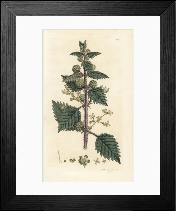 Framed Print : Roman nettle, Urtica pilulifera Framed Print : Roman nettle, Urtica pilulifera