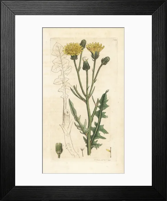 Framed Print : Rough succory hawkweed, Crepis biennis Framed Print : Rough succory hawkweed, Crepis biennis