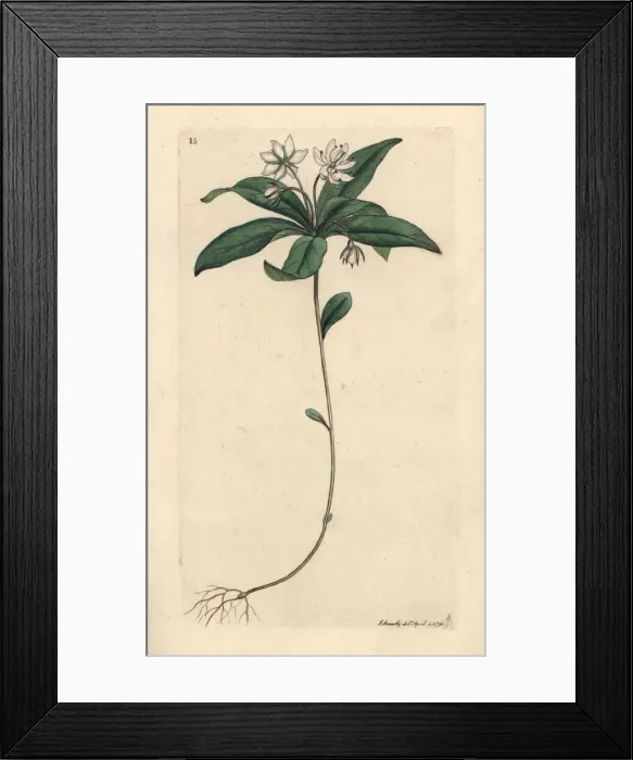 Framed Print : Chickweed winter-green, Lysimachia europaea Framed Print : Chickweed winter-green, Lysimachia europaea