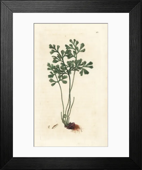 Framed Print : White maidenhair or wall rue, Asplenium ruta-muraria Framed Print : White maidenhair or wall rue, Asplenium ruta-muraria