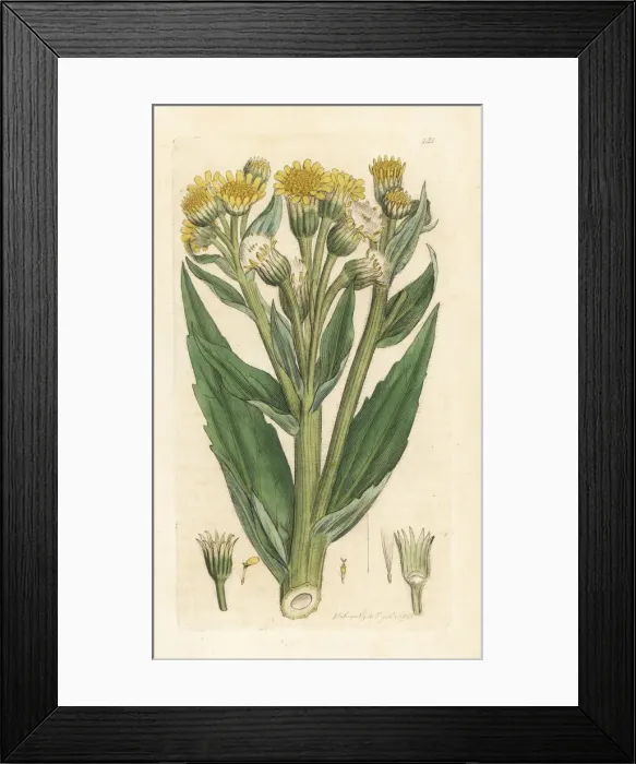 Framed Print : Marsh fleawort or swamp ragwort, Tephroseris palustris Framed Print : Marsh fleawort or swamp ragwort, Tephroseris palustris
