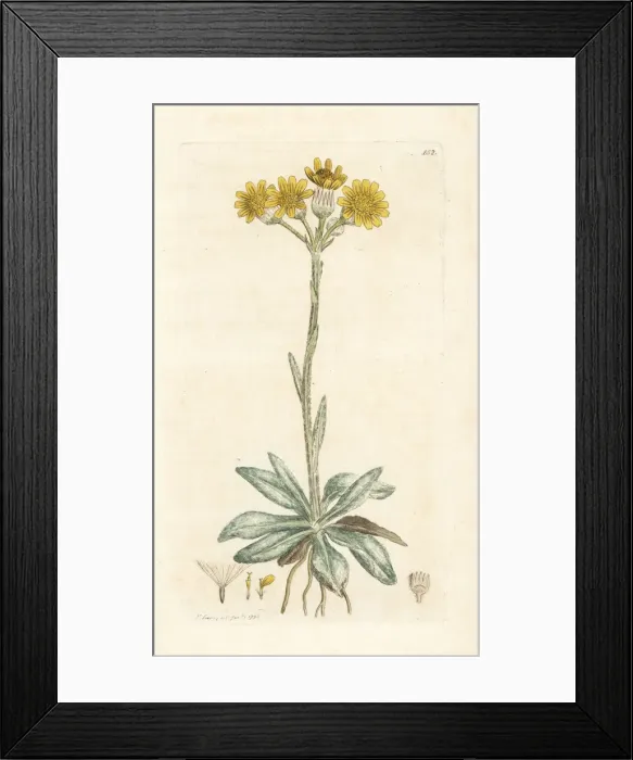 Framed Print : Mountain fleawort, Tephroseris integrifolia Framed Print : Mountain fleawort, Tephroseris integrifolia