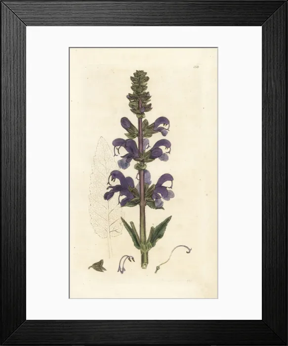 Framed Print : Meadow clary, Salvia pratensis Framed Print : Meadow clary, Salvia pratensis