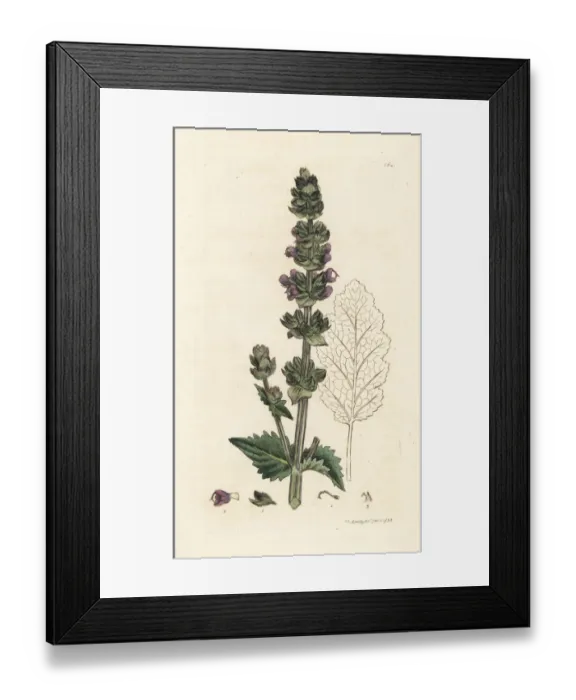Framed Print : Wild English clary, Salvia verbenaca Framed Print : Wild English clary, Salvia verbenaca