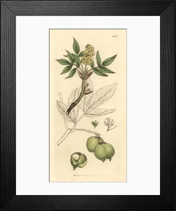 Framed Print : Bladdernut, Staphylea pinnata Framed Print : Bladdernut, Staphylea pinnata
