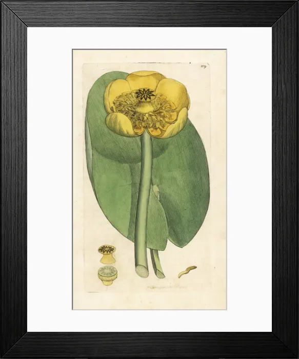 Framed Print : Yellow waterlily, Nuphar lutea Framed Print : Yellow waterlily, Nuphar lutea
