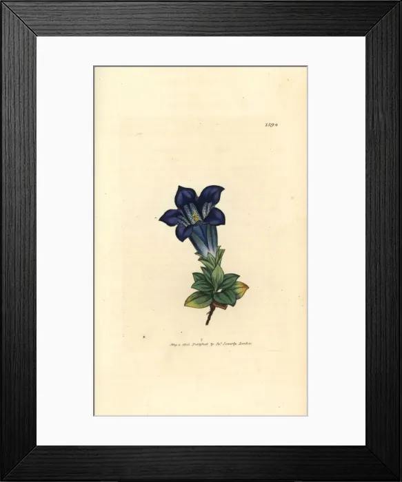 Framed Print : Stemless gentian, Gentiana acaulis Framed Print : Stemless gentian, Gentiana acaulis