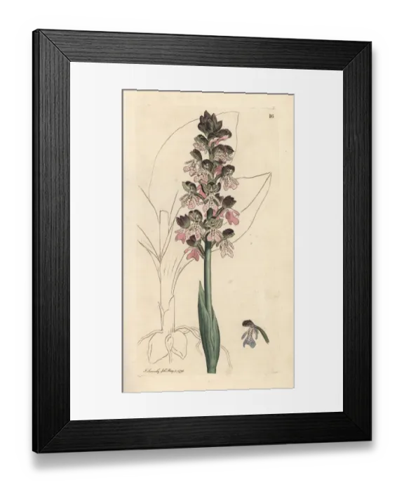 Framed Print : Military orchis, Orchis militaris Framed Print : Military orchis, Orchis militaris
