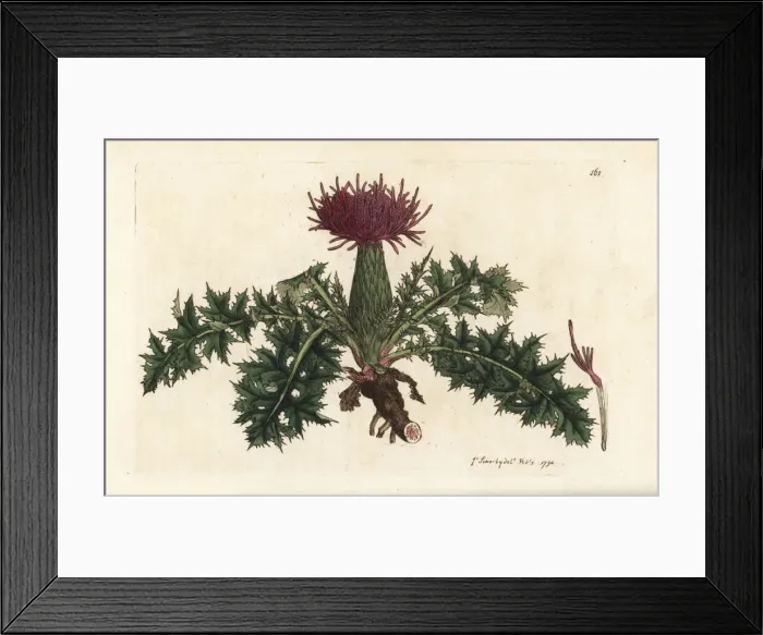 Framed Print : Dwarf thistle, Cirsium acaulon Framed Print : Dwarf thistle, Cirsium acaulon