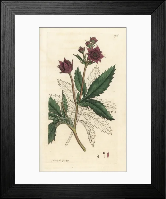 Framed Print : Marsh cinquefoil, Comarum palustre Framed Print : Marsh cinquefoil, Comarum palustre