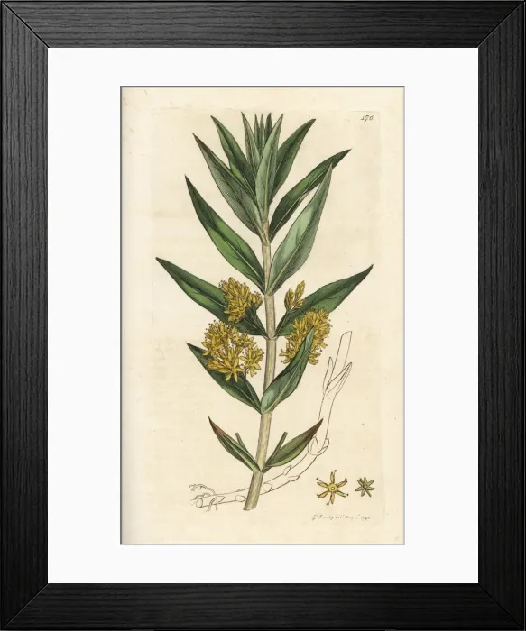 Framed Print : Tufted loosestrife, Lysimachia thyrsiflora Framed Print : Tufted loosestrife, Lysimachia thyrsiflora