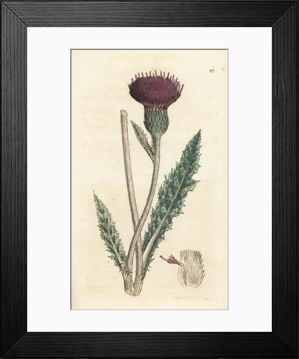 Framed Print : Meadow thistle, Cirsium dissectum Framed Print : Meadow thistle, Cirsium dissectum
