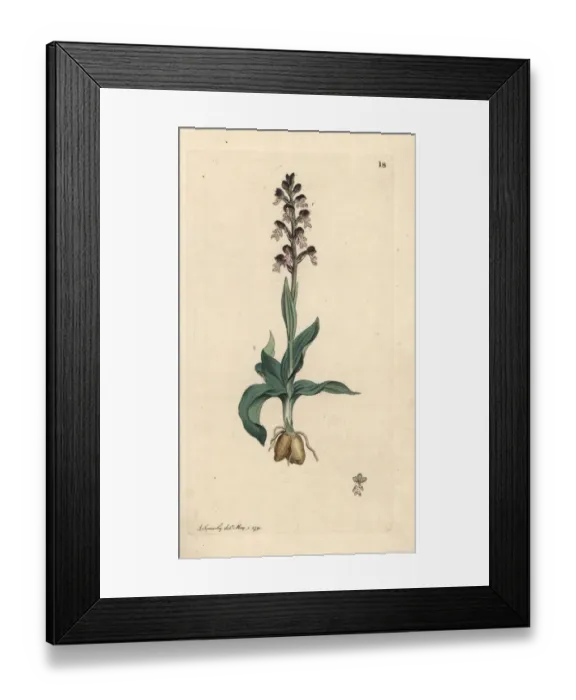 Framed Print : Burnt-tip orchid, Neotinea ustulata Framed Print : Burnt-tip orchid, Neotinea ustulata