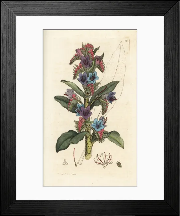 Framed Print : Common vipers bugloss, Echium vulgare Framed Print : Common vipers bugloss, Echium vulgare