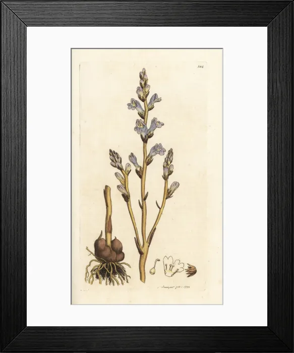 Framed Print : Branched broomrape, Orobanche ramosa Framed Print : Branched broomrape, Orobanche ramosa