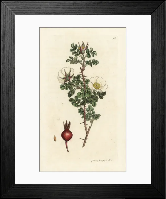 Framed Print : Burnet rose, Rosa spinosissima Framed Print : Burnet rose, Rosa spinosissima