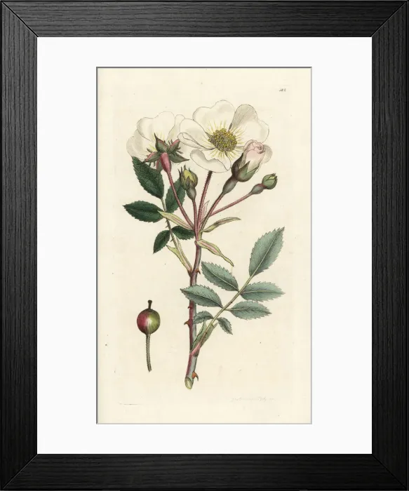 Framed Print : White dog-rose, Rosa arvensis Framed Print : White dog-rose, Rosa arvensis