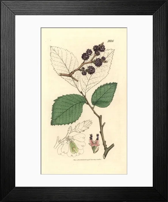 Framed Print : Wych elm or Scots elm, Ulmus glabra Framed Print : Wych elm or Scots elm, Ulmus glabra
