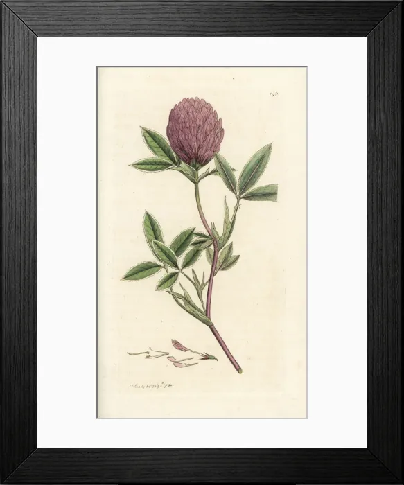 Framed Print : Zigzag clover or trefoil, Trifolium medium Framed Print : Zigzag clover or trefoil, Trifolium medium