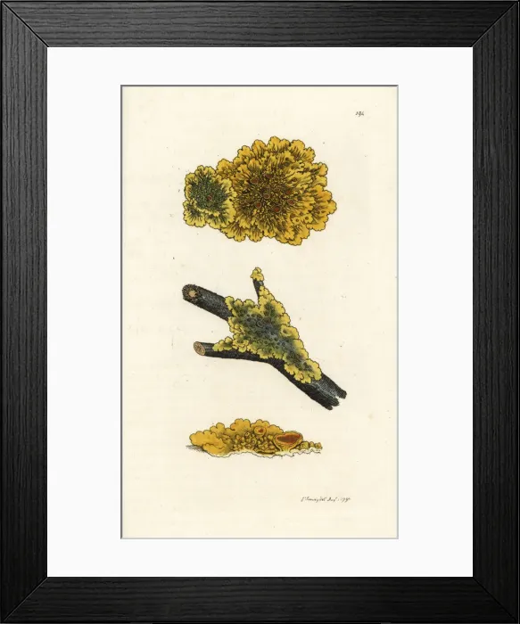 Framed Print : Yellow wall lichen, Lichen parietinus Framed Print : Yellow wall lichen, Lichen parietinus