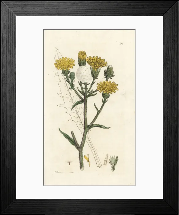Framed Print : Hawkweed ox-tongue, Picris hieracioides Framed Print : Hawkweed ox-tongue, Picris hieracioides