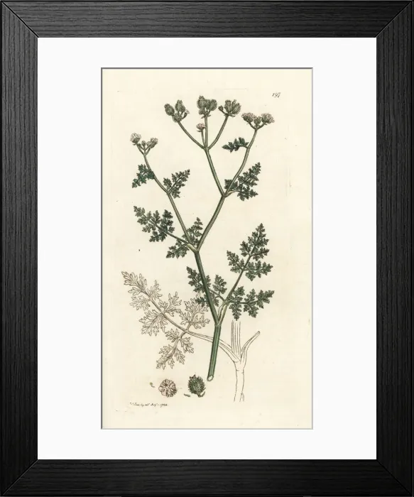 Framed Print : White lace flower, Orlaya grandiflora Framed Print : White lace flower, Orlaya grandiflora