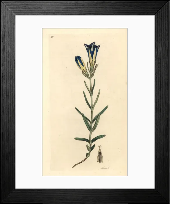 Framed Print : Marsh gentian or Calathian violet, Gentiana pneumonanthe Framed Print : Marsh gentian or Calathian violet, Gentiana pneumonanthe