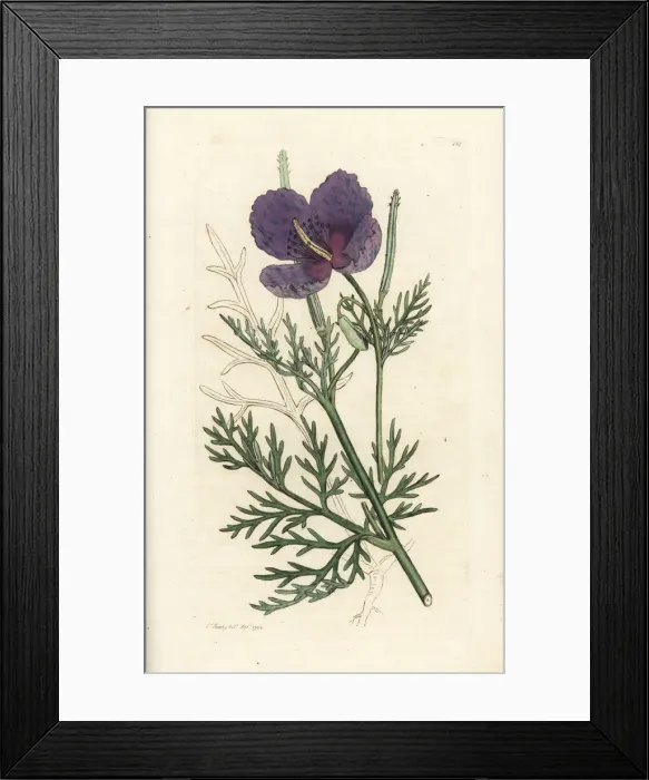 Framed Print : Violet horned poppy, Roemeria hybrida Framed Print : Violet horned poppy, Roemeria hybrida