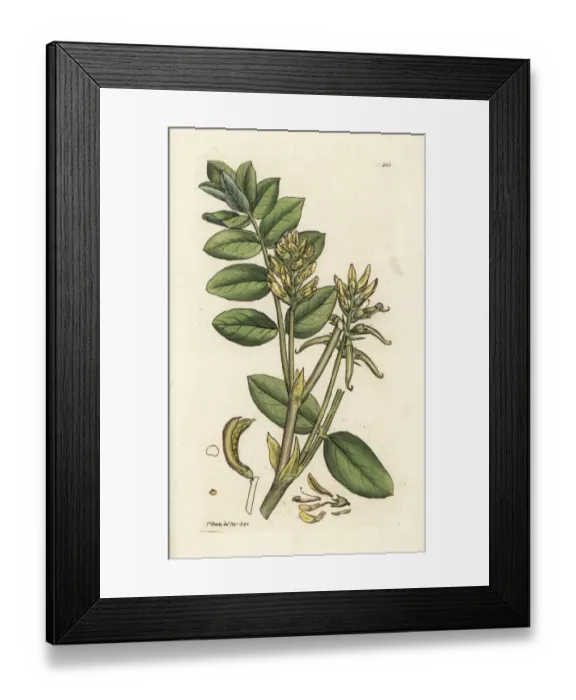 Framed Print : Wild licorice, Astragalus glycyphyllos Framed Print : Wild licorice, Astragalus glycyphyllos