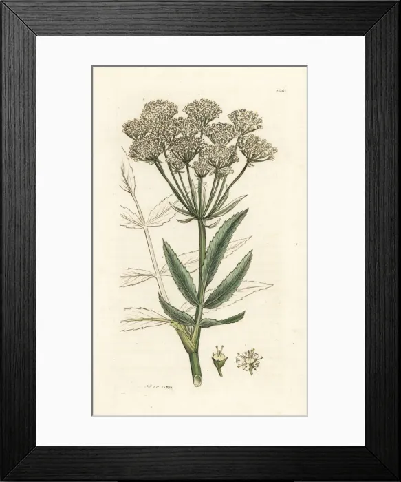 Framed Print : Great water-parsnip, Sium latifolium Framed Print : Great water-parsnip, Sium latifolium