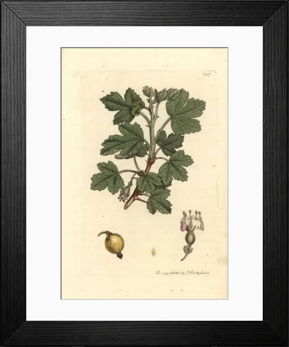 Framed Print : Smooth gooseberry, Ribes uva-crispa Framed Print : Smooth gooseberry, Ribes uva-crispa