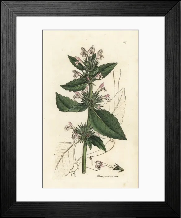Framed Print : Red hemp-nettle, Galeopsis tetrahit Framed Print : Red hemp-nettle, Galeopsis tetrahit