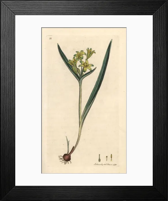 Framed Print : Yellow star of Bethlehem, Gagea lutea Framed Print : Yellow star of Bethlehem, Gagea lutea