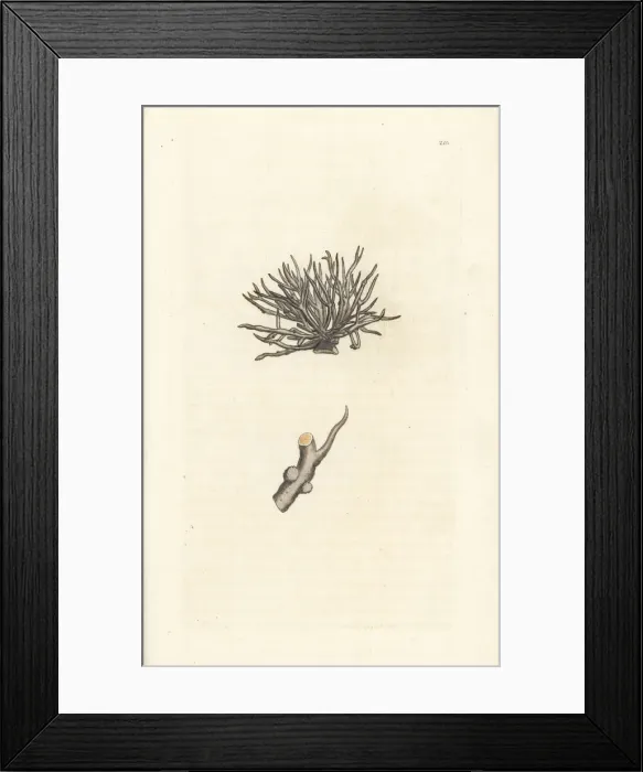Framed Print : Dyers lichen or orchall, Roccella tinctoria Framed Print : Dyers lichen or orchall, Roccella tinctoria