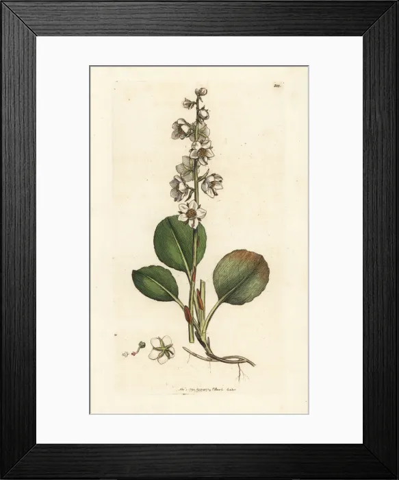 Framed Print : Round-leaved wintergreen, Pyrola rotundifolia Framed Print : Round-leaved wintergreen, Pyrola rotundifolia