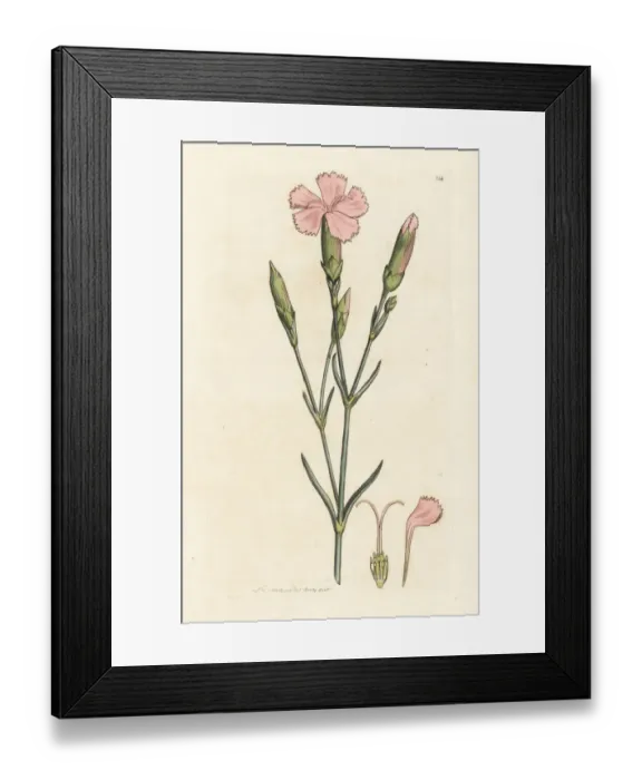 Framed Print : Clove pink or carnation, Dianthus caryophyllus Framed Print : Clove pink or carnation, Dianthus caryophyllus