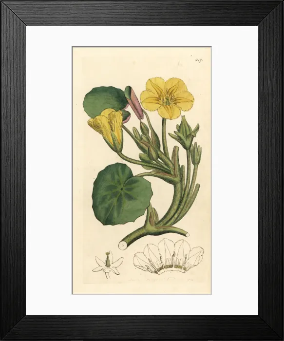 Framed Print : Fringed buckbean, Limnanthemum nymphoides Framed Print : Fringed buckbean, Limnanthemum nymphoides