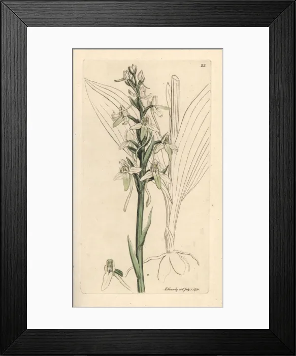 Framed Print : Lesser butterfly orchis, Platanthera bifolia Framed Print : Lesser butterfly orchis, Platanthera bifolia