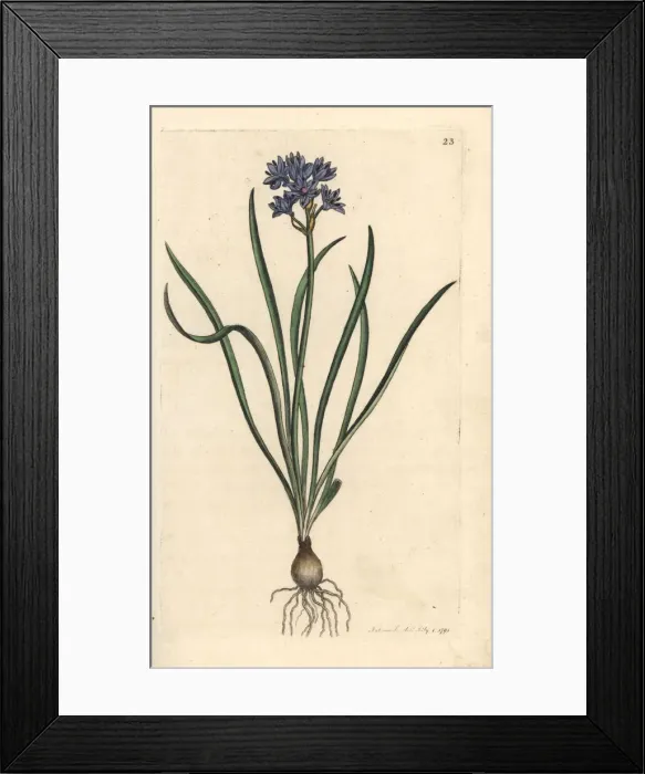 Framed Print : Vernal or spring squill, Scilla verna Framed Print : Vernal or spring squill, Scilla verna