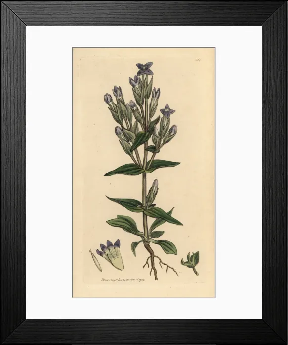 Framed Print : Field gentian, Gentianella campestris Framed Print : Field gentian, Gentianella campestris