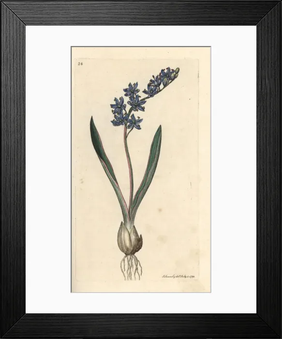 Framed Print : Two-leaved squill, Scilla bifolia Framed Print : Two-leaved squill, Scilla bifolia
