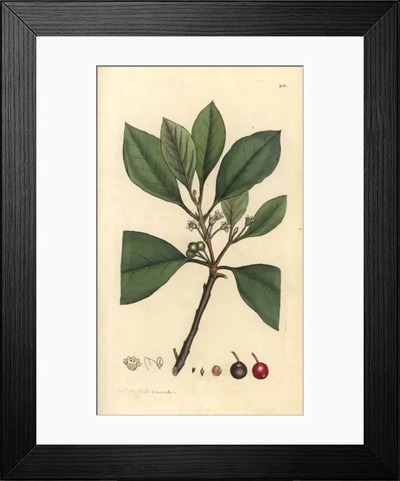 Framed Print : Berry-bearing alder tree, Frangula alnus Framed Print : Berry-bearing alder tree, Frangula alnus