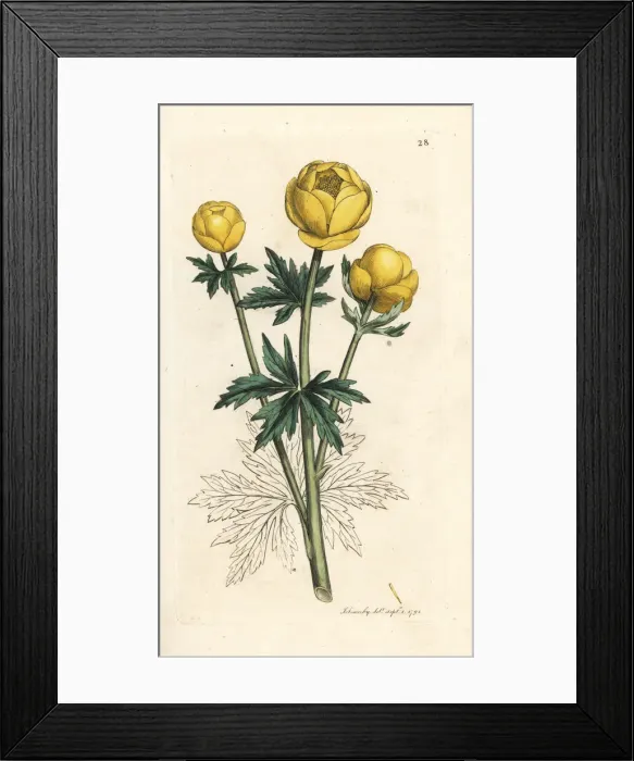 Framed Print : Globe flower, Trollius europaeus Framed Print : Globe flower, Trollius europaeus