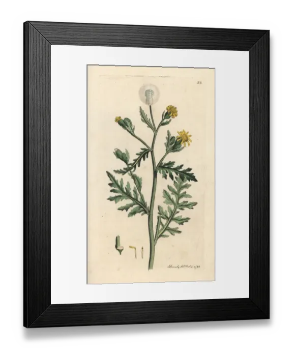Framed Print : Stinking or sticky groundsel, Senecio viscosus Framed Print : Stinking or sticky groundsel, Senecio viscosus