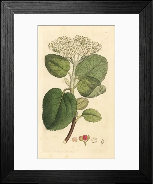 Framed Print : Mealy guelder rose or wayfaring tree, Viburnum lantana Framed Print : Mealy guelder rose or wayfaring tree, Viburnum lantana