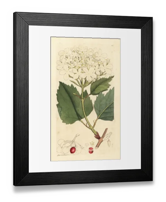 Framed Print : Common guelder rose or water elder tree, Viburnum opulus Framed Print : Common guelder rose or water elder tree, Viburnum opulus