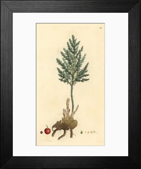 Framed Print : Asaragus from Sowerbys English Botany, London Framed Print : Asaragus from Sowerbys English Botany, London